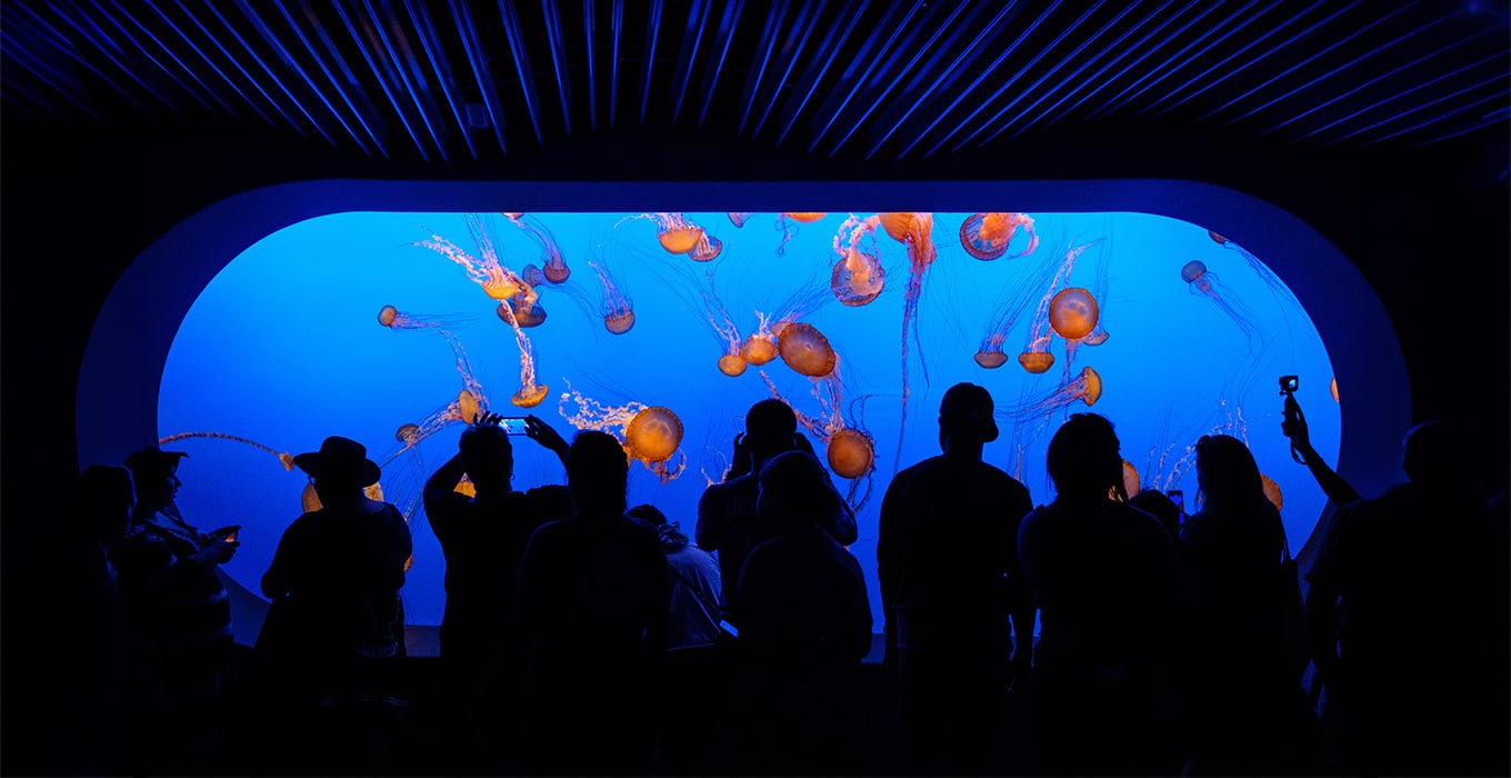 A group of people views a large aquarium full of jellyfish.